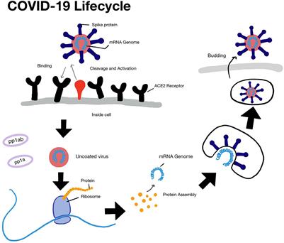 Teaching vaccine development in schools: Learnings from a survey and curriculum design for a course